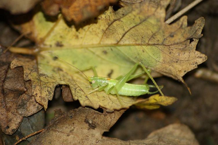 Méconème fragile © Donovan Maillard - Parc national des Ecrins