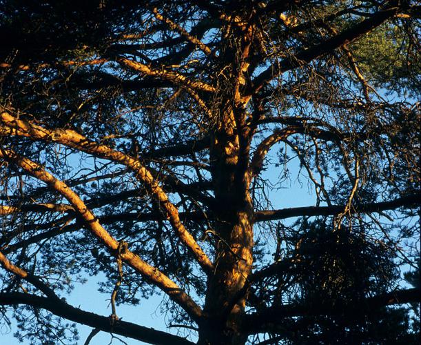Pin sylvestre © Bernard Nicollet - Parc national des Ecrins