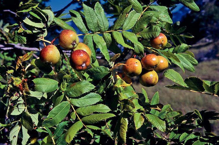 Cormier, Sorbier domestique - fruits © Bernard Nicollet - Parc national des Ecrins