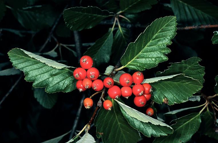 Alisier de Mougeot, Sorbier de Mougeot - fruits © Bernard Nicollet - Parc national des Ecrins