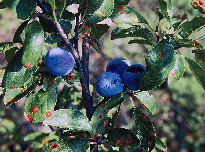 Prunier domestique, Prunier - fruits © Bernard Nicollet - Parc national des Ecrins