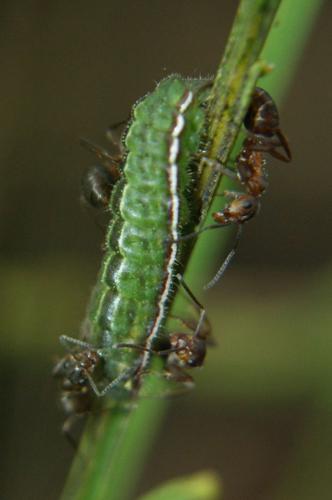 Plebejus idas chenille en symbiose avec des fourmis © Donovan Maillard - Parc National des Ecrins