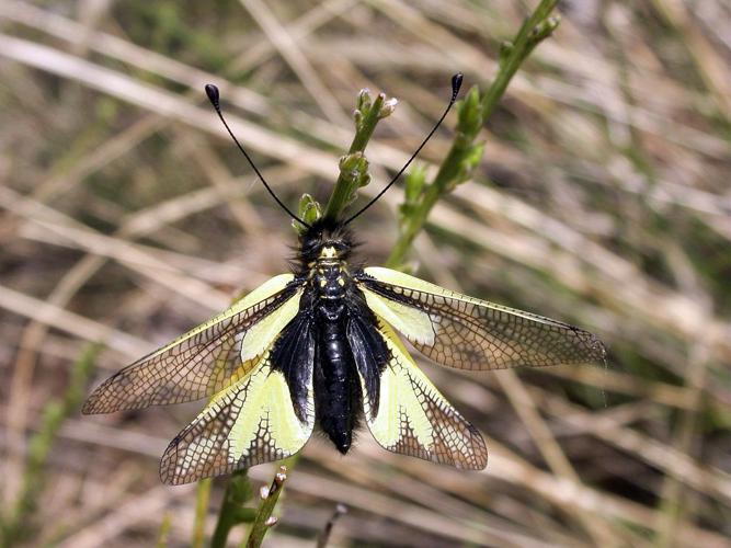 Libelloides coccajus © Blandine Delenatte - Parc National Des Ecrins