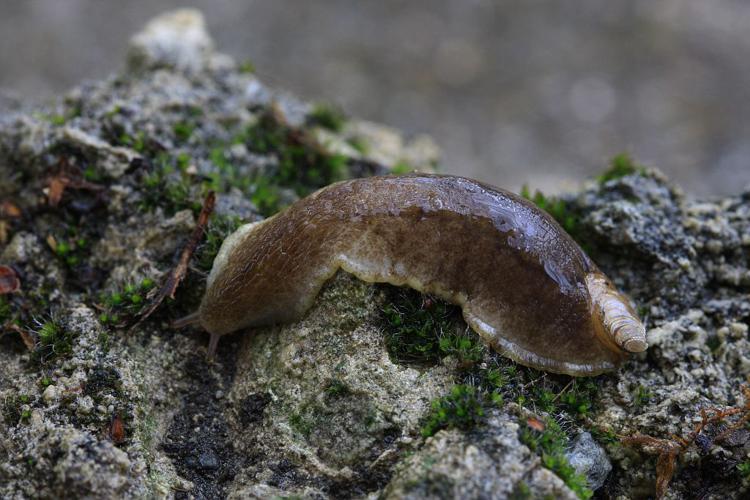 Testacella haliotidea © Damien Combrisson - Parc national des Ecrins