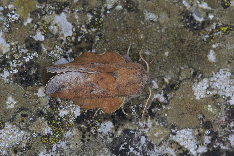 Phyllodesma tremulifolia © Marc Corail - Parc national des Ecrins