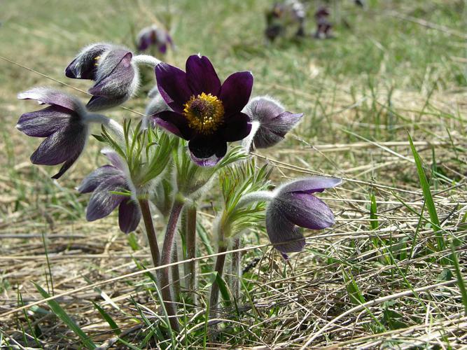 Pulsatille des montagnes © Thierry Maillet - Parc national des Ecrins