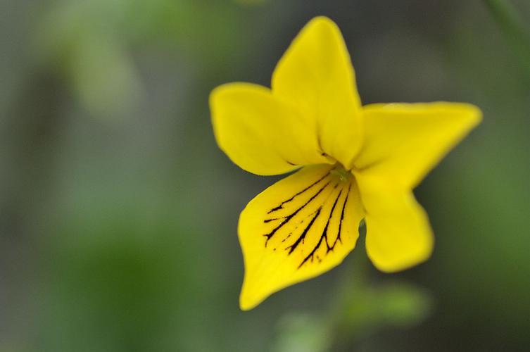 Pensée à deux fleurs, Violette à deux fleurs © Mireille Coulon - Parc national des Ecrins