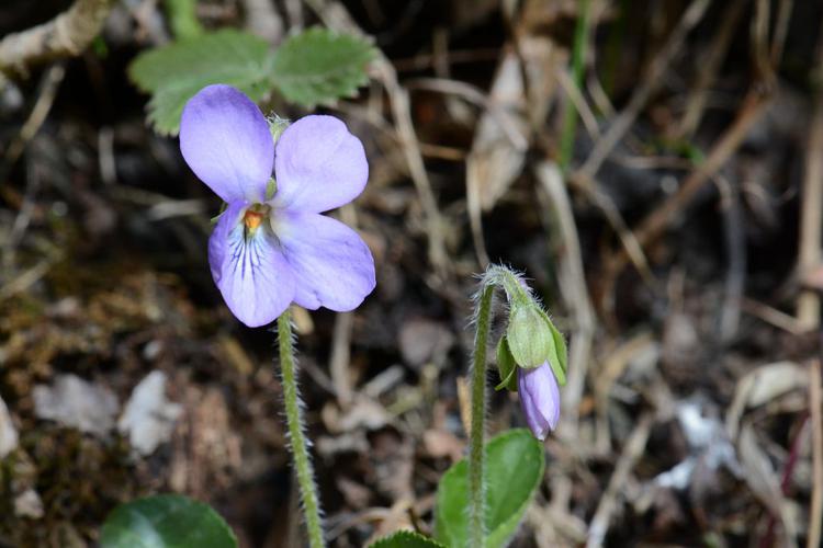 Violette hérissée © Bernard Nicollet - Parc national des Ecrins
