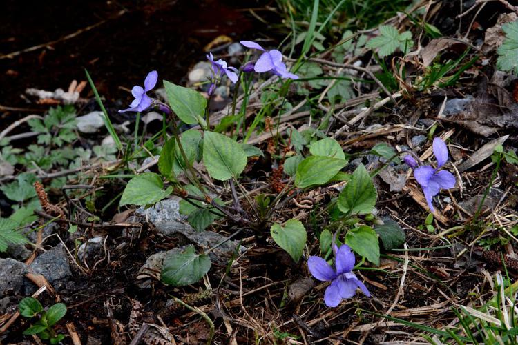 Violette des bois, Violette de Reichenbach © Bernard Nicollet - Parc national des Ecrins