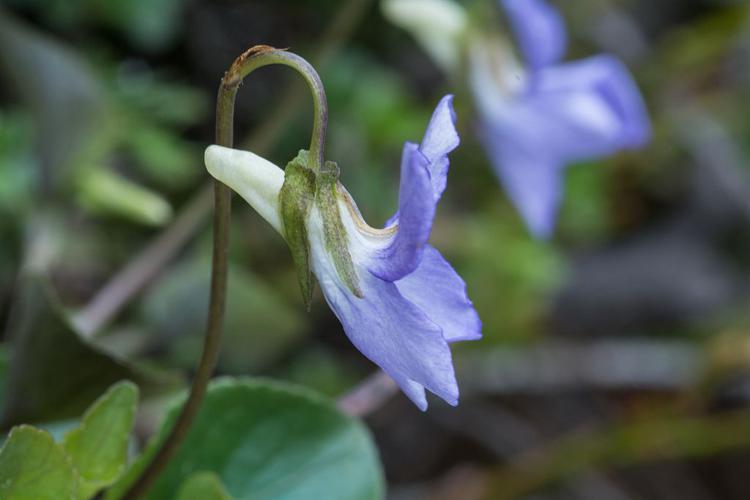 Violette de Rivinus, Violette de rivin © Mireille Coulon - Parc national des Ecrins