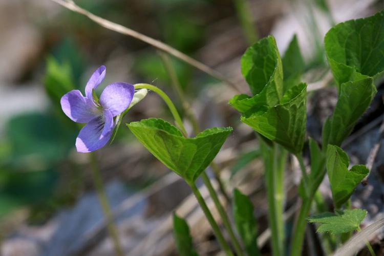 Violette étonnante, Violette singulière © Cédric Dentant - Parc national des Ecrins
