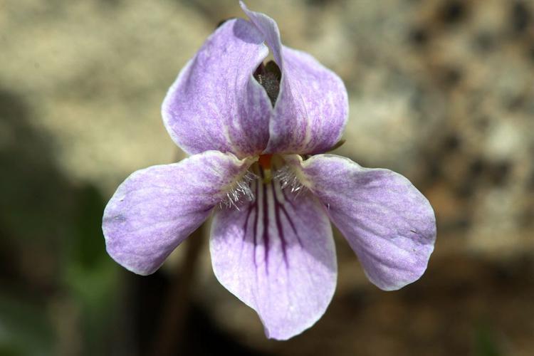 Violette de Thomas © Cédric Dentant - Parc national des Ecrins