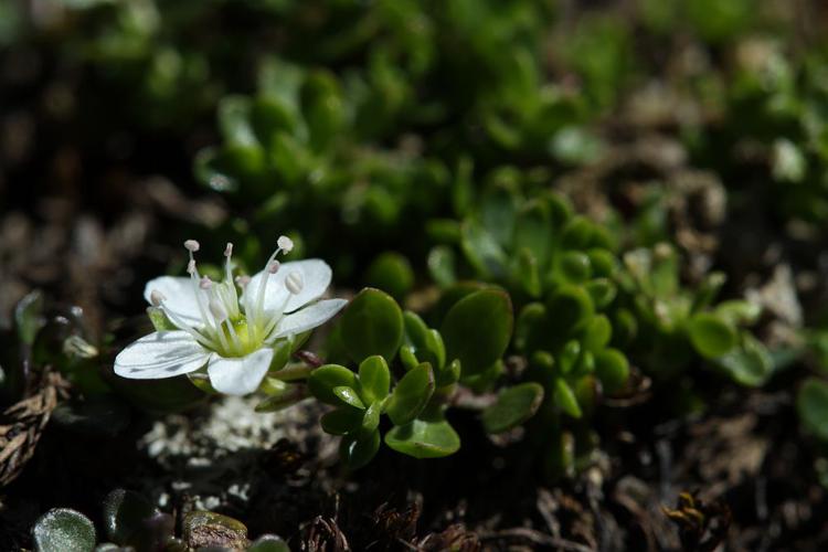 Sabline à deux fleurs, Sabline biflore © Cédric Dentant - Parc national des Ecrins