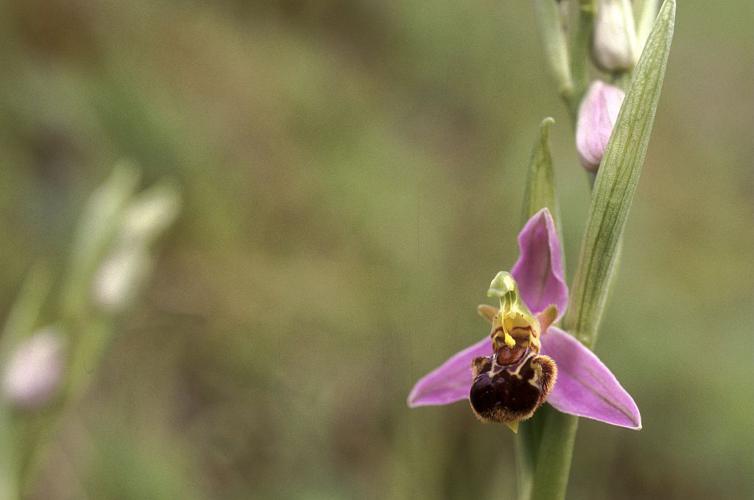 Ophrys abeille © Marie-Geneviève Nicolas - Parc national des Ecrins