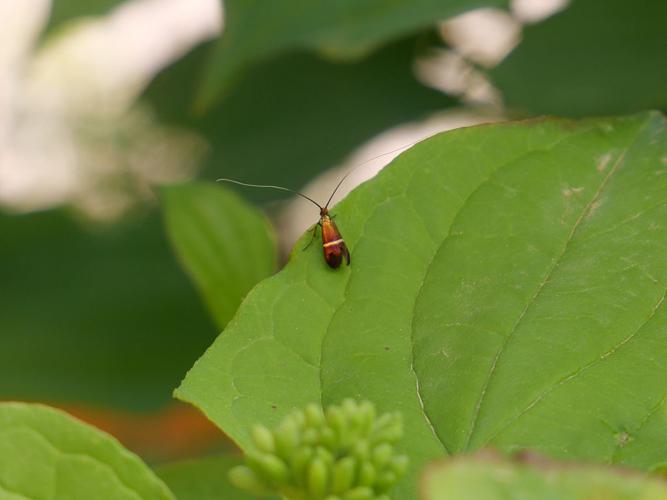 Adela australis (Heydenreich, 1851) © Marie-Geneviève Nicolas - Parc national des Ecrins