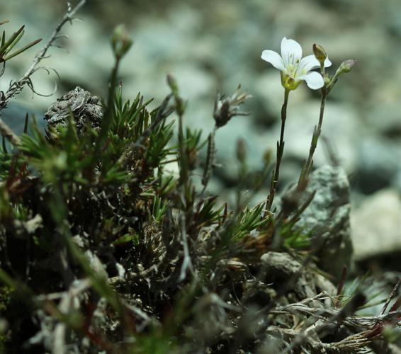 Alsine à feuilles de Mélèze, Minuartie à feuilles de Mélèze © Cédric Dentant - Parc national des Ecrins