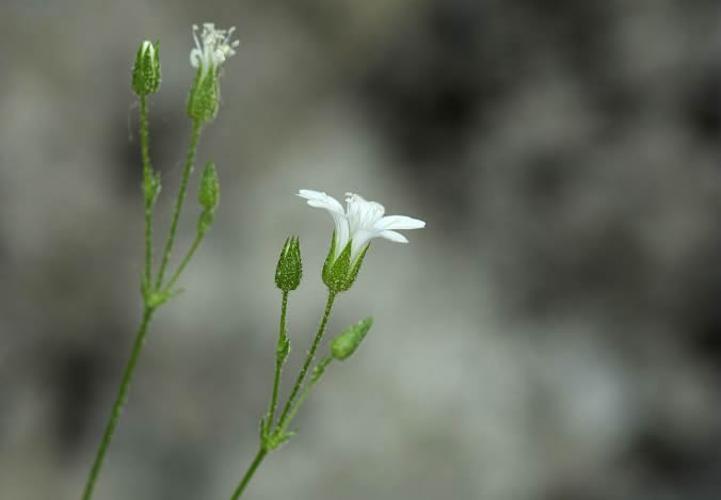 Alsine de Villars © Cédric Dentant - Parc national des Ecrins