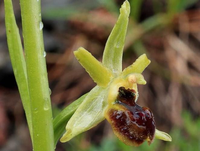 Ophrys araignée © Christophe Albert - Parc national des Ecrins