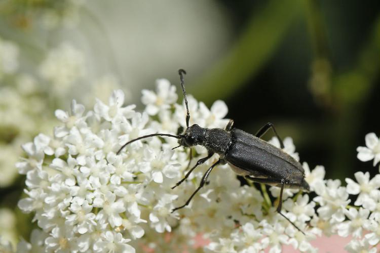 Stenullera nigra © Marc Corail - Parc national des Ecrins