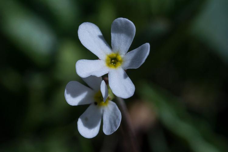 Androsace du Piémont - fleurs © Mireille Coulon - Parc national des Ecrins