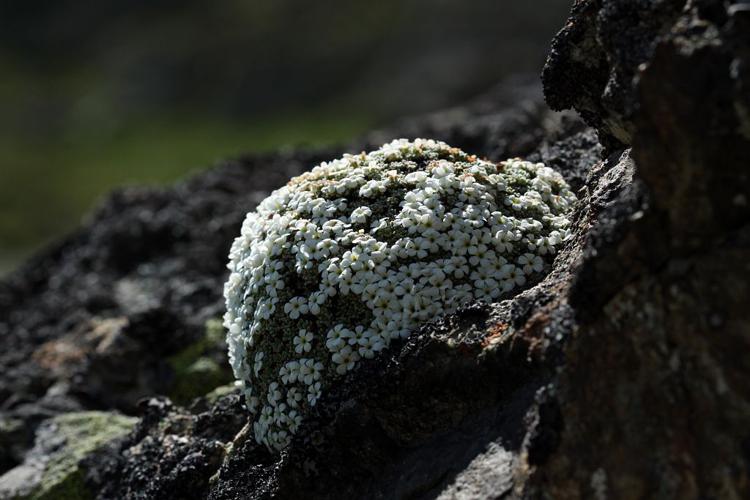 Androsace de Vandelli © Cédric Dentant - Parc national des Ecrins