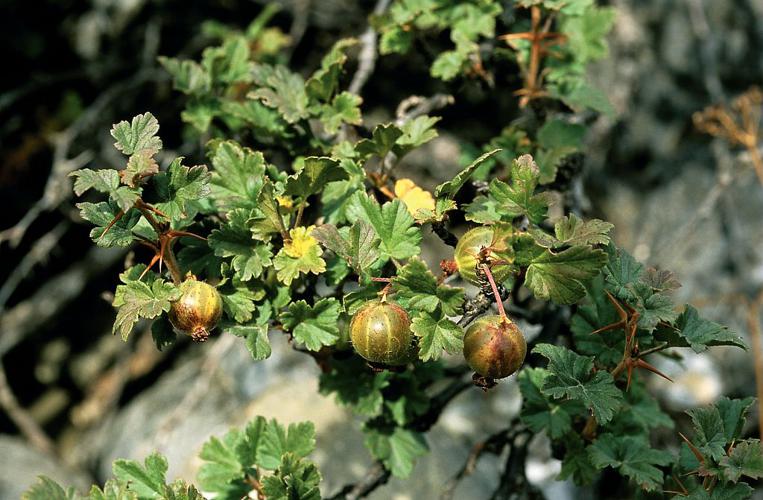 Groseillier à maquereaux - Ribes uva-crispa - fruits © Bernard Nicollet - Parc national des Ecrins