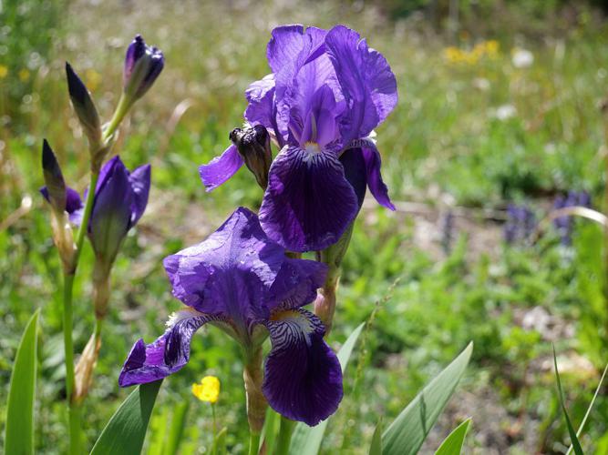 Iris d'Allemagne - Iris germanica © Marie-Geneviève Nicolas - Parc national des Ecrins