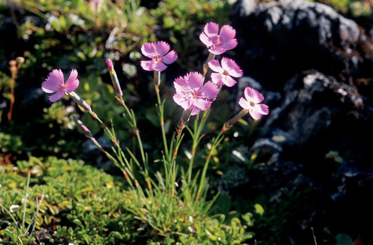 Dianthus saxicola © Parc national des Ecrins