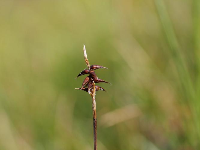 Laîche de Davall - Carex davalliana © Marie-Geneviève Nicolas - Parc national des Ecrins