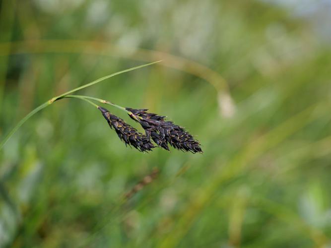Laîche noirâtre - Carex atrata © Marie-Geneviève Nicolas - Parc national des Ecrins