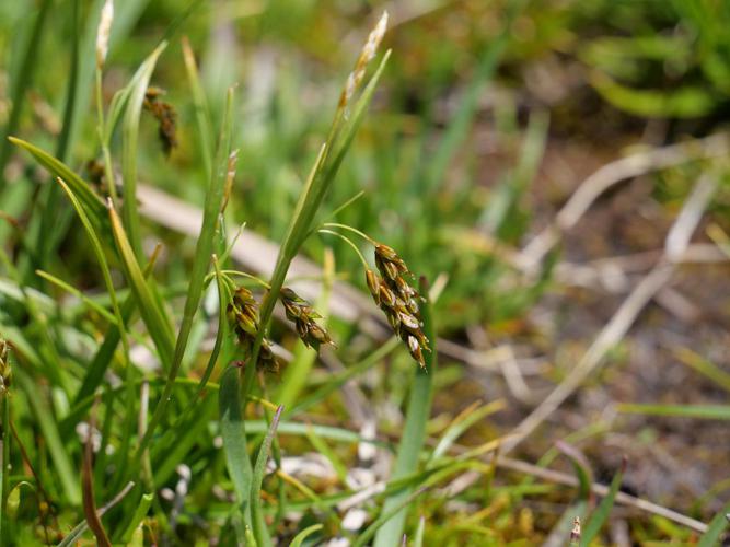 Laîche capillaire - Carex capillaris © Marie-Geneviève Nicolas - Parc national des Ecrins