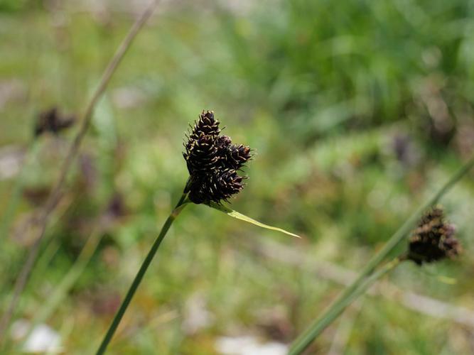 Laîche à petites fleurs - Carex parviflora © Marie-Geneviève Nicolas - Parc national des Ecrins