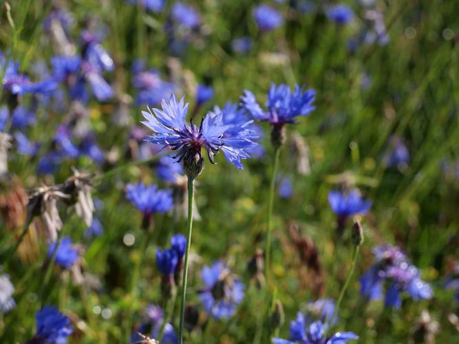Bleuet des moissons - Cyanus segetum © Marie-Geneviève Nicolas - Parc national des Ecrins