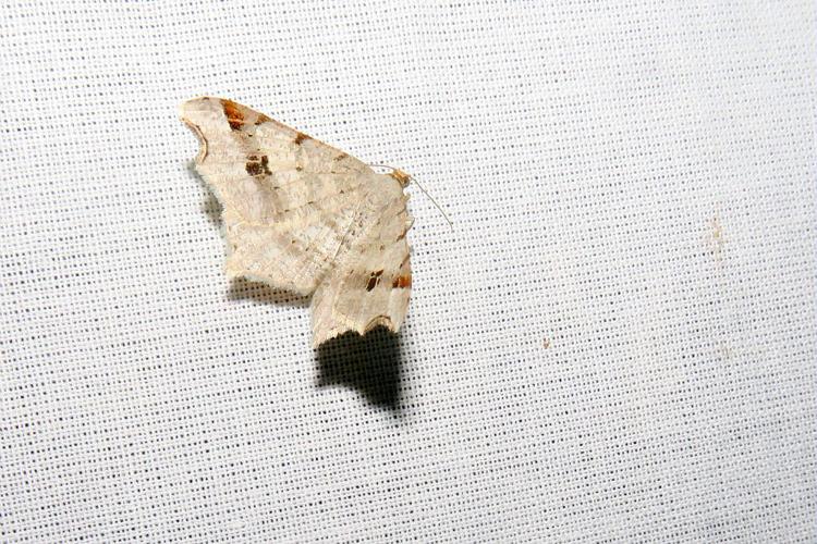 Philobie alternée (La) - Macaria alternata © Marc Corail - Parc national des Ecrins