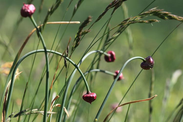 Ail dressé - Allium strictum © Marc Corail - Parc national des Ecrins