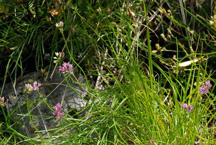 Ail des collines - Allium lusitanicum © Bernard Nicollet - Parc national des Ecrins