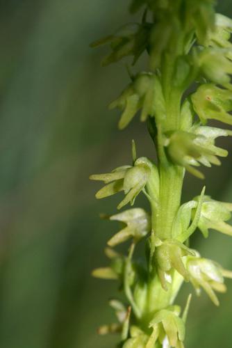 Orchis musc - Herminium monorchis © Cédric Dentant - Parc national des Ecrins