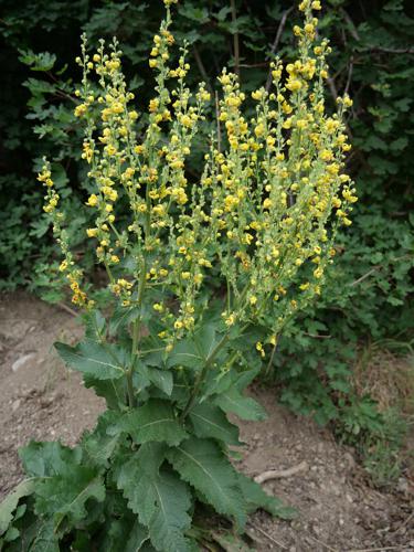 Molène de Chaix - Verbascum chaixii © Marie-Geneviève Nicolas - Parc national des Ecrins