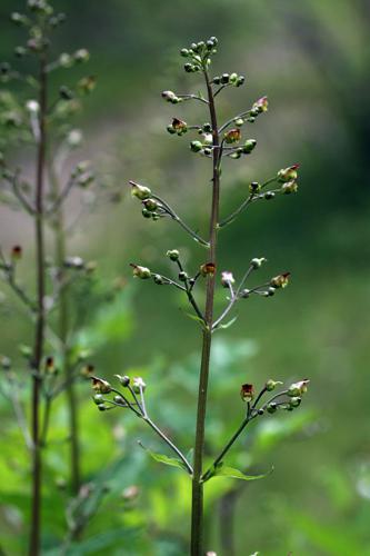 Scrophulaire noueuse - Scrophularia nodosa © Cédric Dentant - Parc national des Ecrins