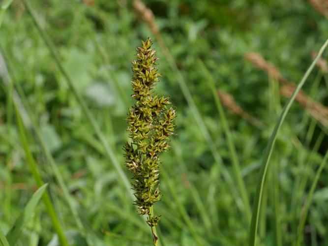 Laîche paniculée - Carex paniculata © Marie-Geneviève Nicolas - Parc national des Ecrins