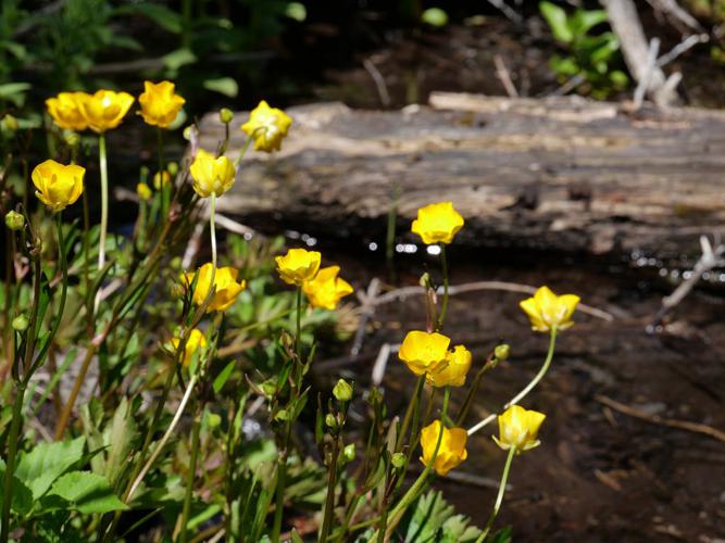Renoncule rampante - Ranunculus repens © Marie-Geneviève Nicolas - Parc national des Ecrins