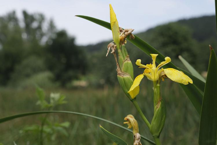 Iris faux acore - Iris pseudacorus © Dominique Vincent - Parc national des Ecrins