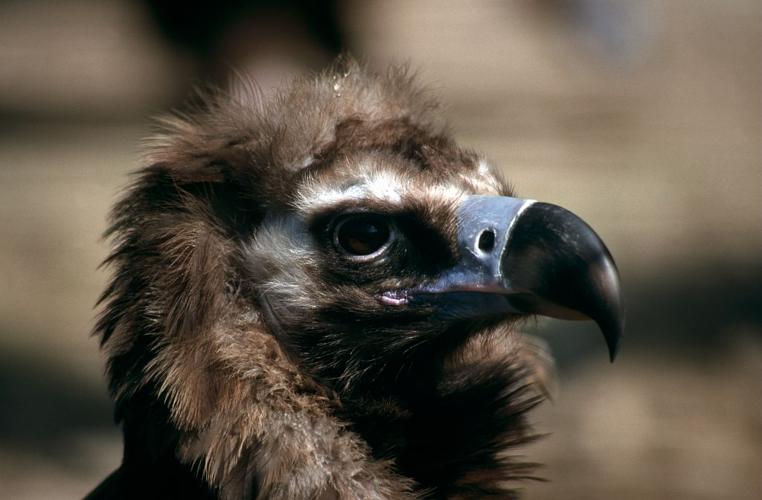 Tête de vautour moine © Cyril Coursier - Parc national des Ecrins