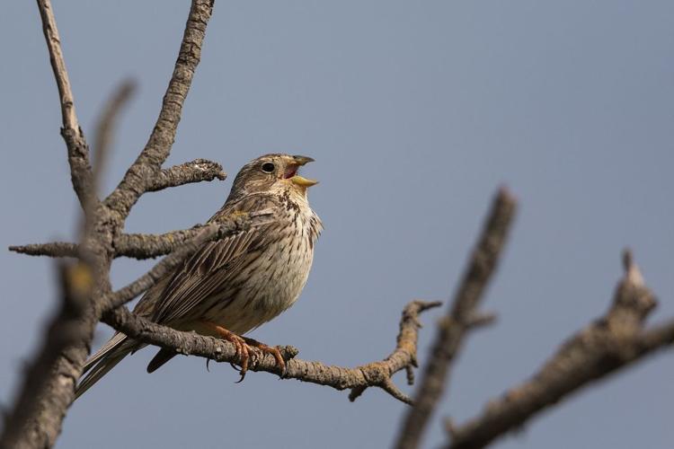 Bruant proyer - Emberiza calandra © Pascal Saulay - Parc national des Ecrins
