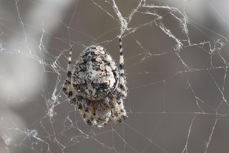 Araneus Circe © Marc Corail - Parc national des Ecrins