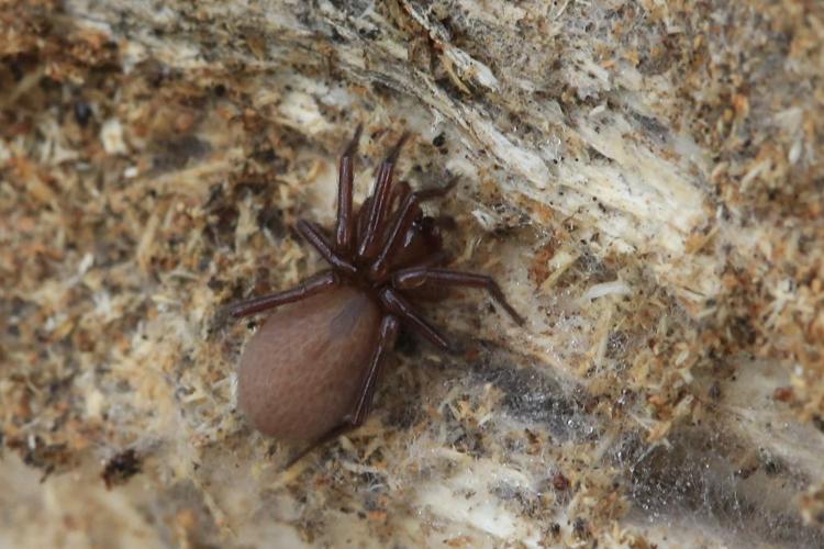 Cicurina cicur © Marc Corail - Parc national des Ecrins