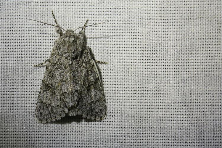 Noctuelle de l'Euphorbe (La) © Marc Corail