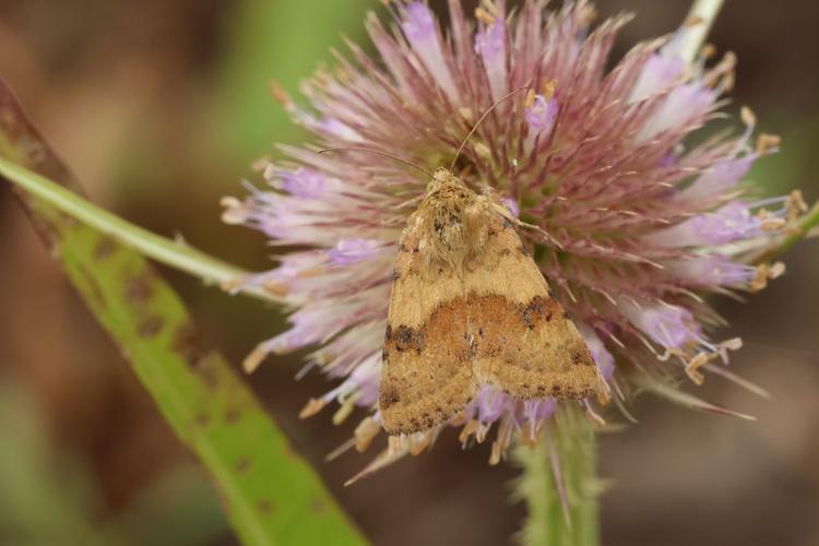 Noctuelle de la Cardère (La) © Marc Corail