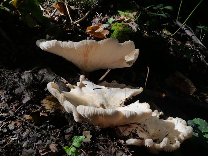 Leucopaxille géant © Marie-Geneviève Nicolas