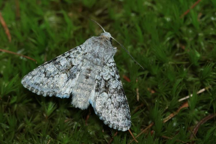 Noctuelle valaisanne (La) © Marc Corail